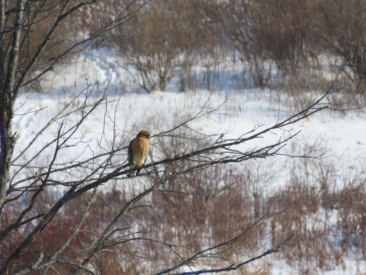 Red-shouldered Hawk - ML291661541