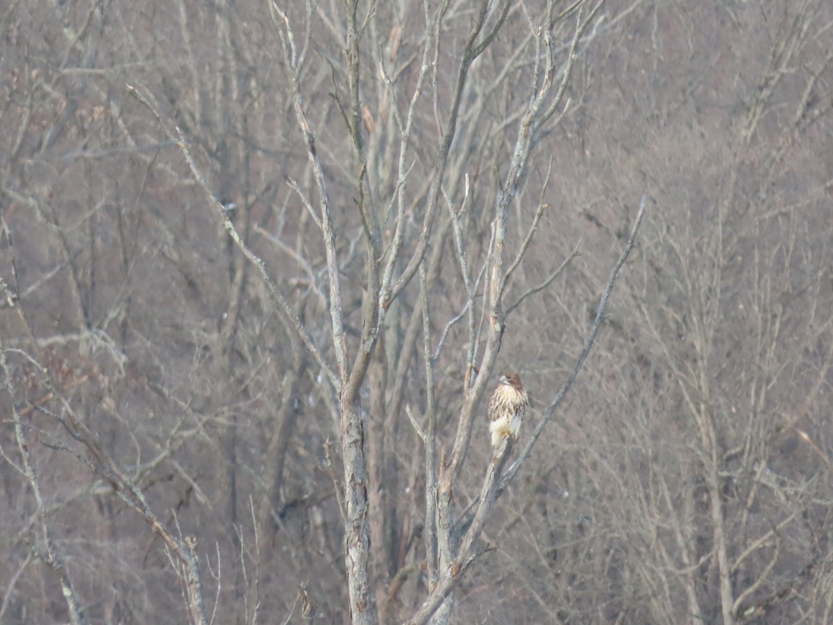 Red-tailed Hawk - ML291661681