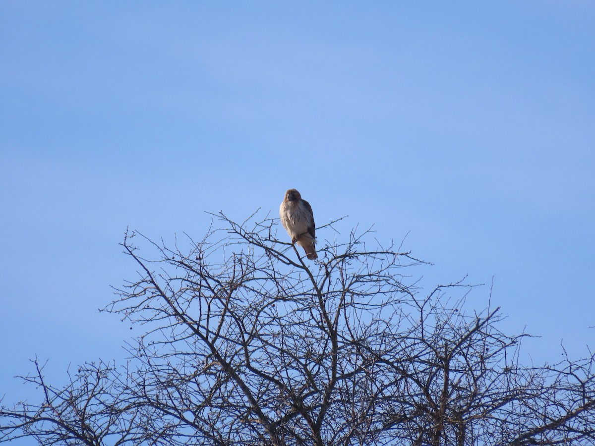 Red-tailed Hawk - ML291661771