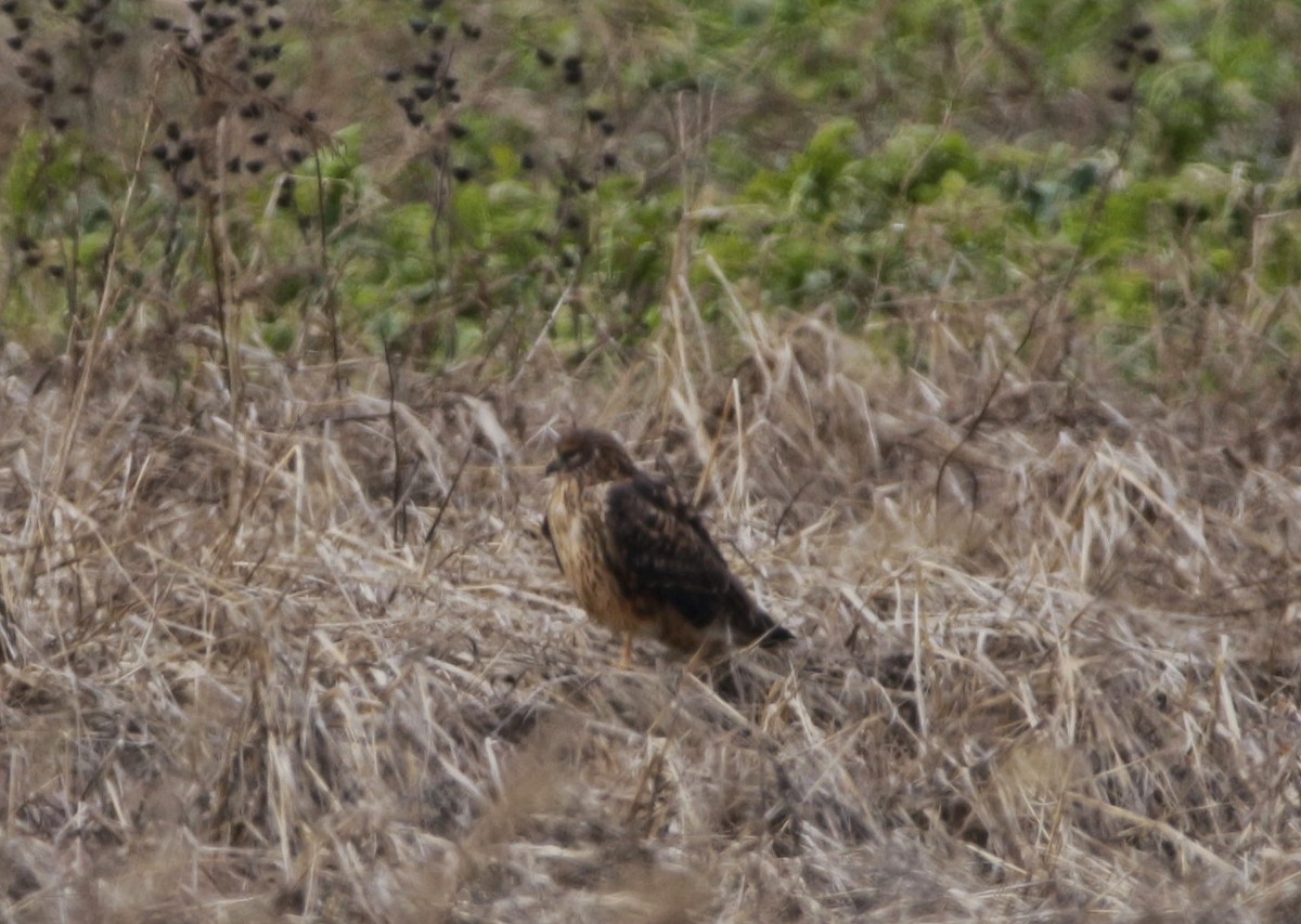 Northern Harrier - ML291662501