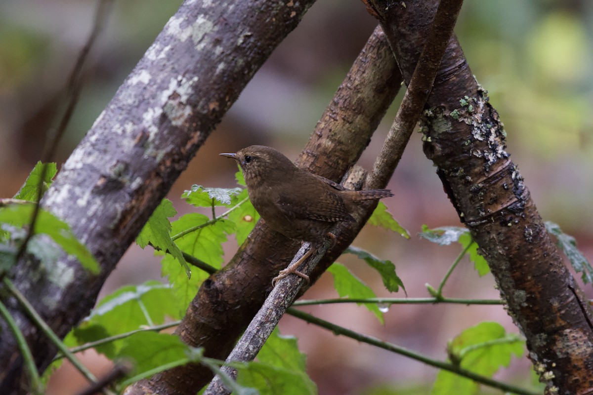 Pacific Wren - Neil Pankey