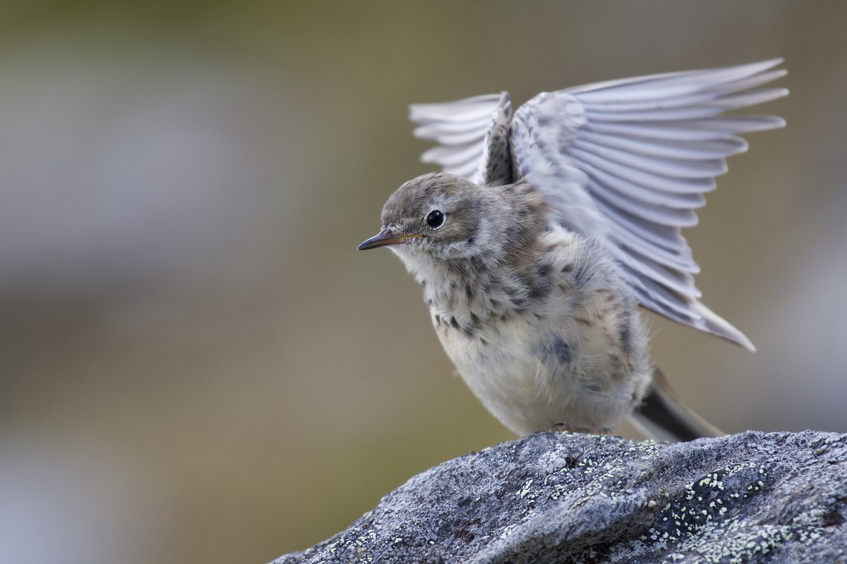 American Pipit - Josiah Verbrugge