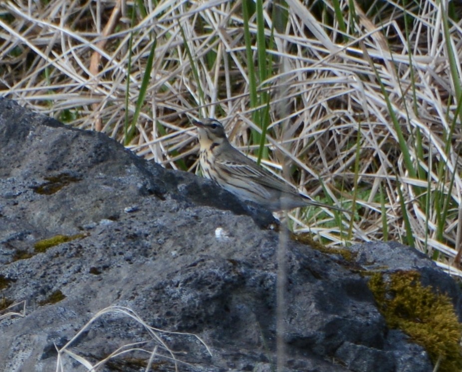Olive-backed Pipit - ML291665291