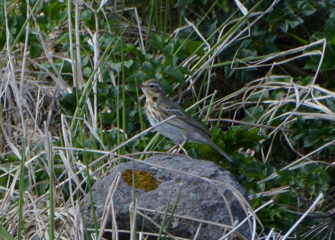 Olive-backed Pipit - ML291665301