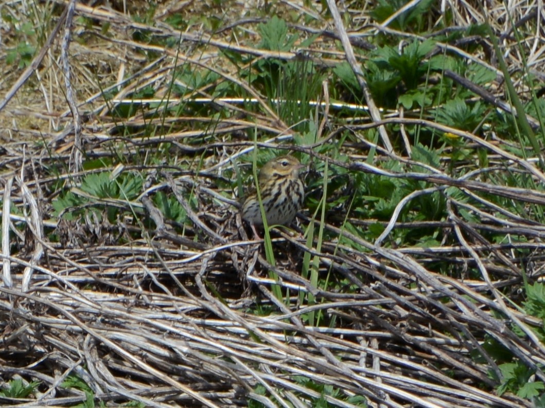 Olive-backed Pipit - ML291665311