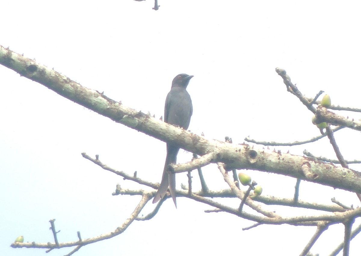 drongo kouřový - ML291666761