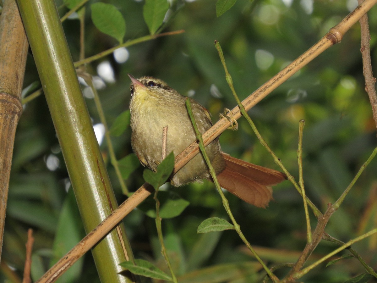 Olive Spinetail - ML29166731