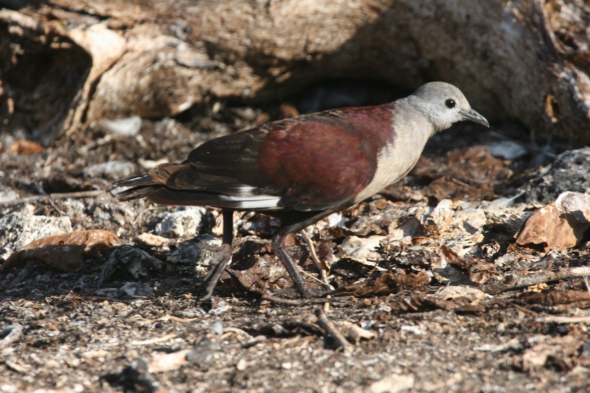 Marquesas Ground Dove - ML291667421