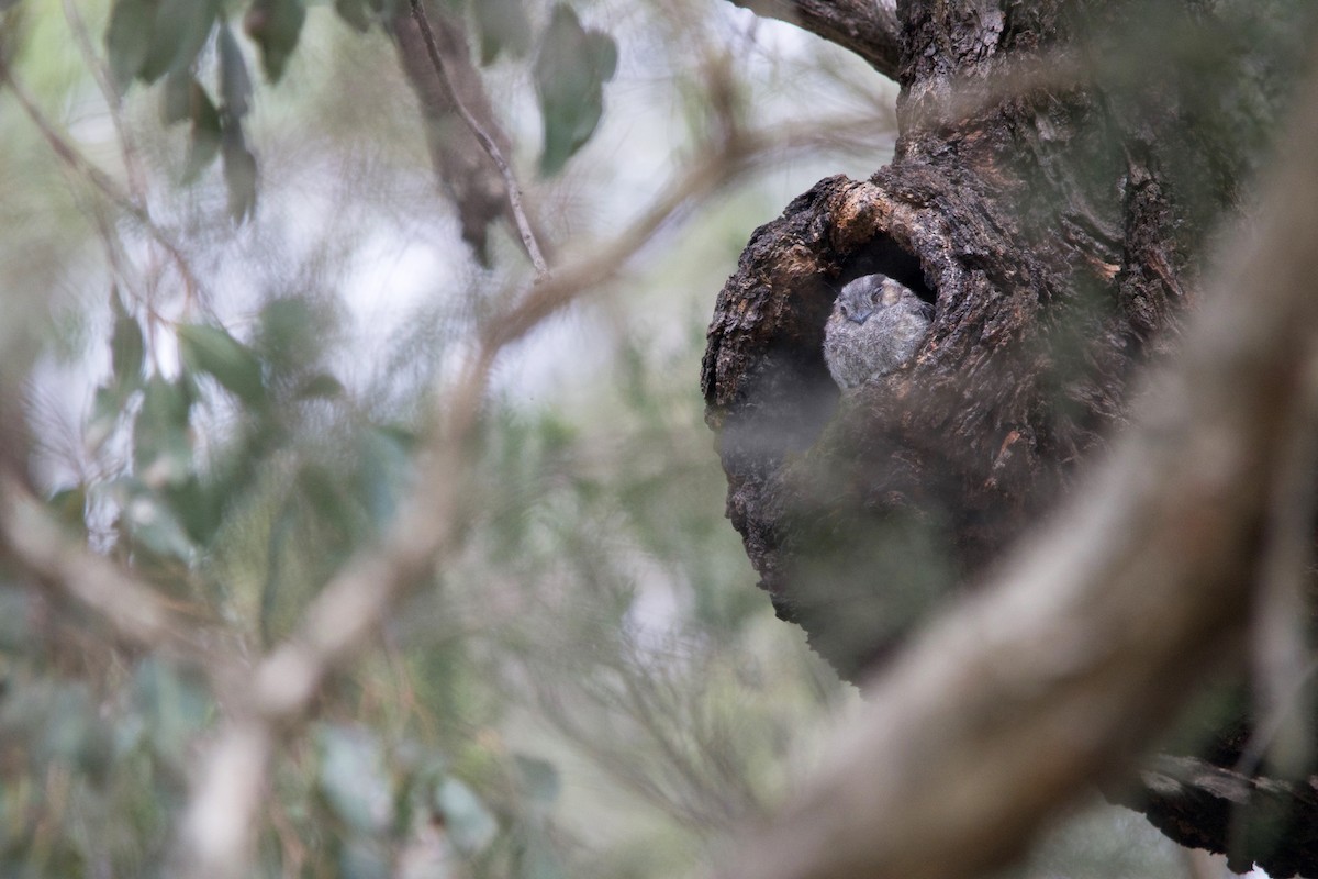 Australian Owlet-nightjar - ML291667851