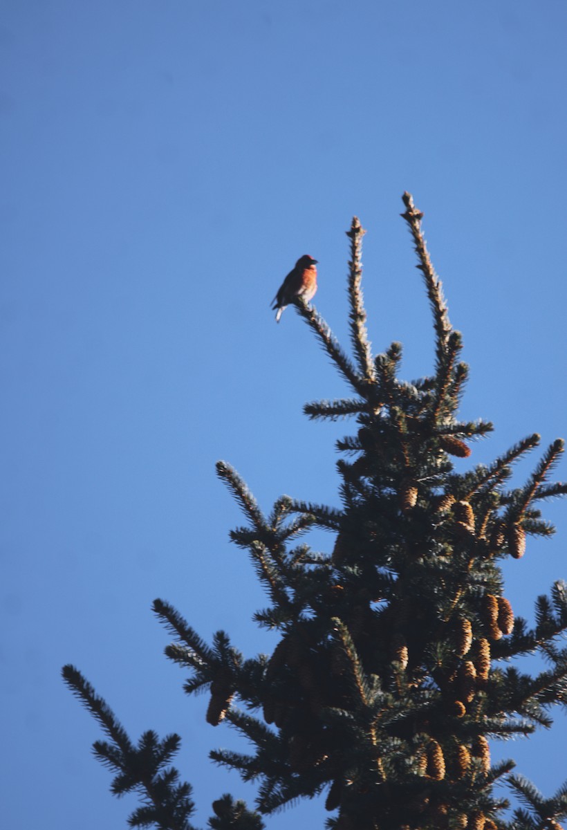 Red Crossbill - ML291669261