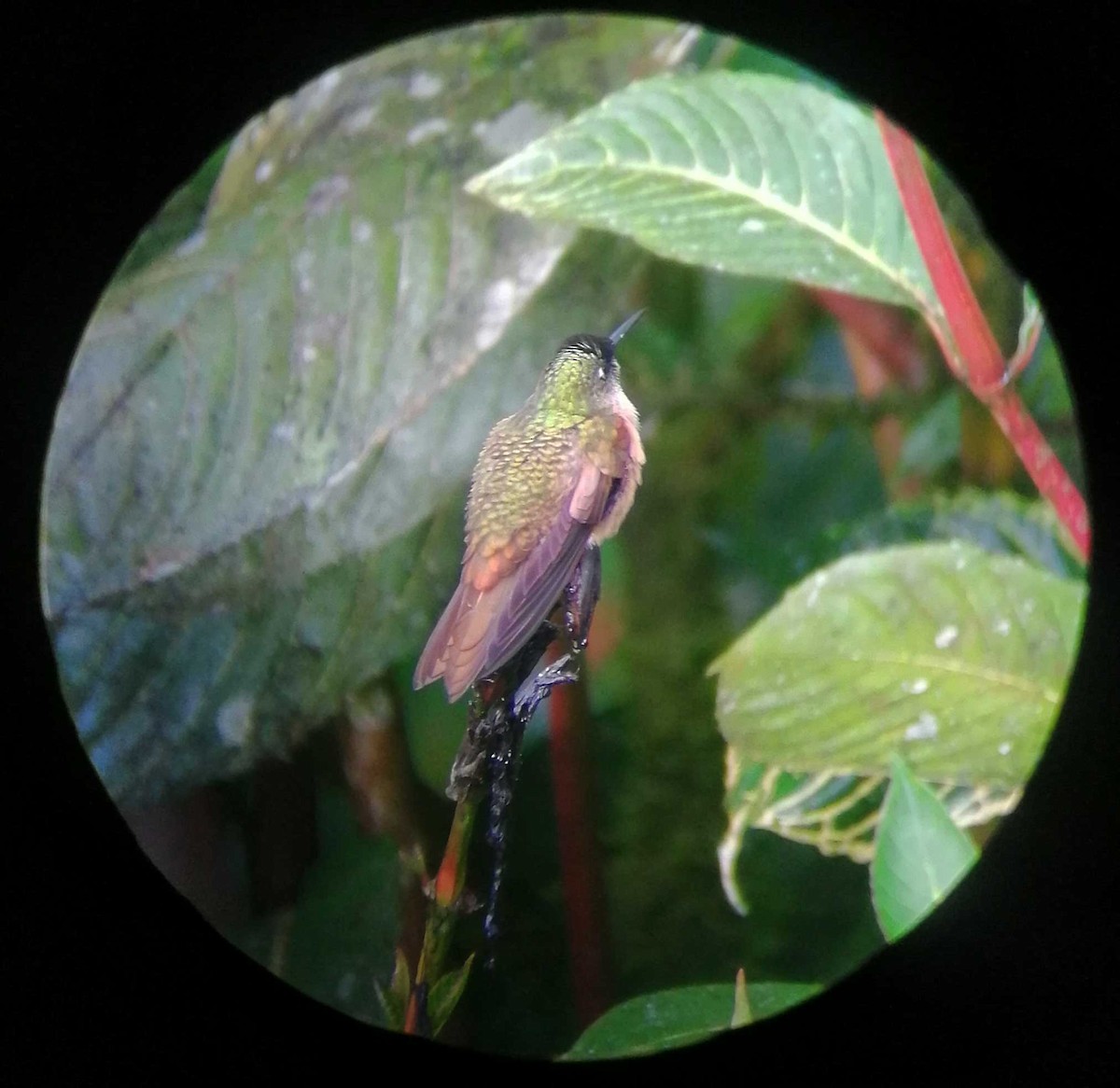 kolibřík hnědobřichý - ML291669371