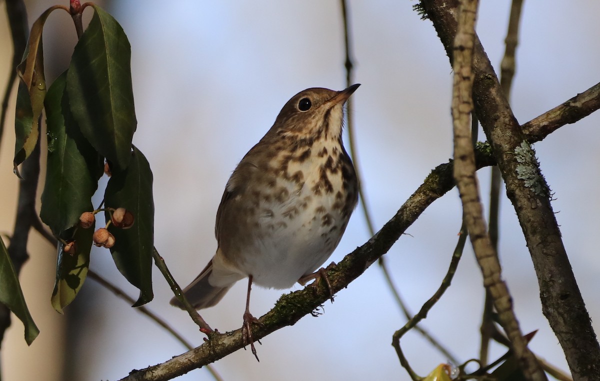 Hermit Thrush - ML291671241