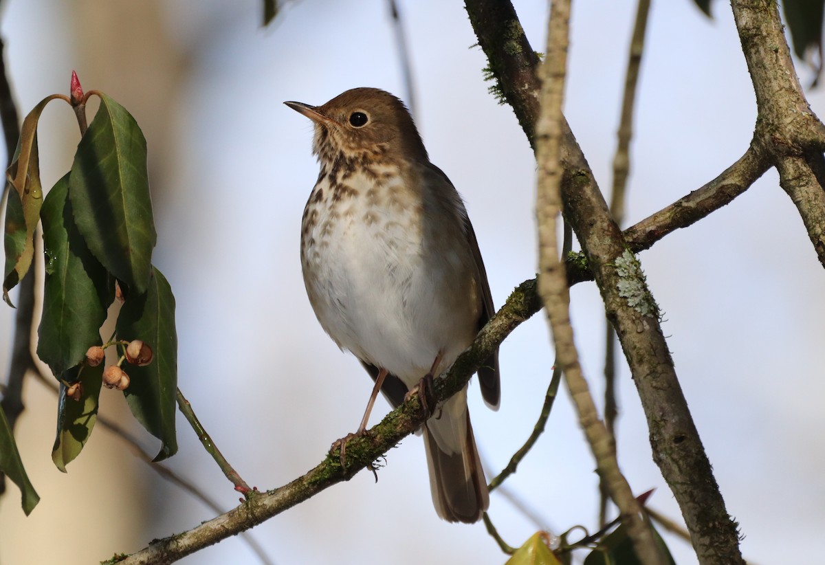 Hermit Thrush - ML291671361