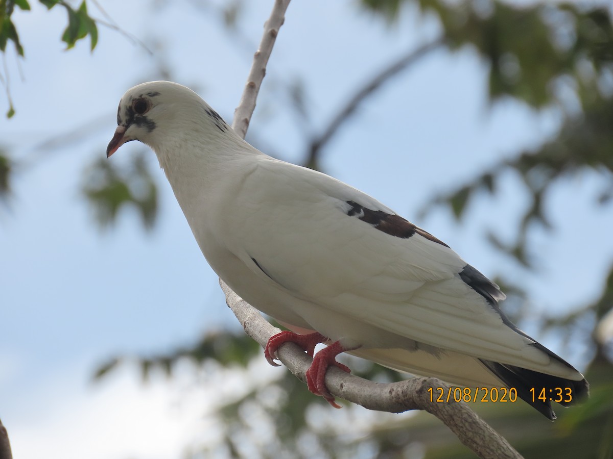 Rock Pigeon (Feral Pigeon) - ML291671701