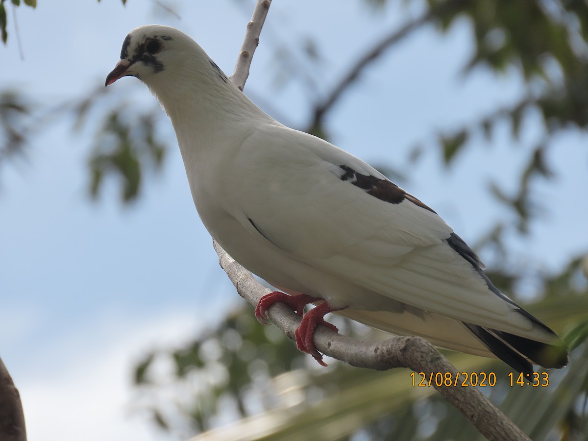 Pigeon biset (forme domestique) - ML291671711