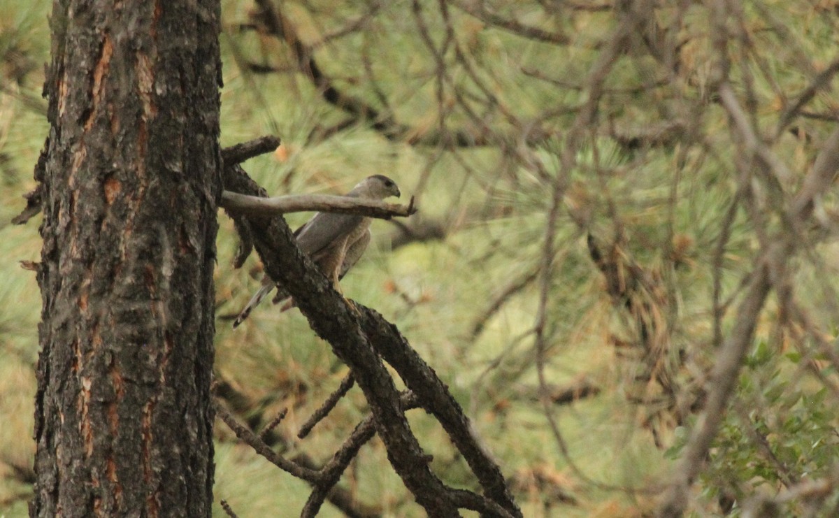 Cooper's Hawk - ML291672241