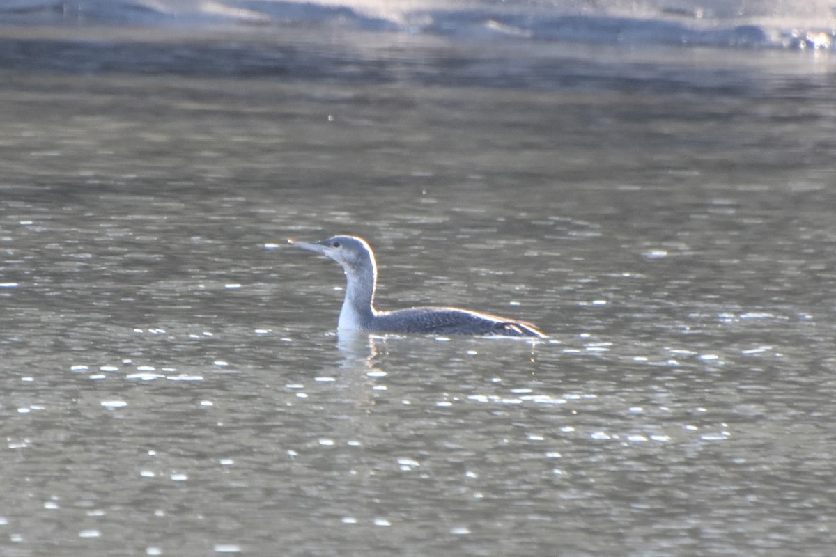 Red-throated Loon - ML291673121
