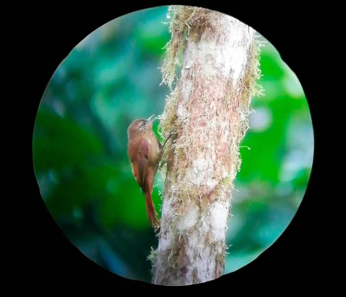 Wedge-billed Woodcreeper - ML291673411