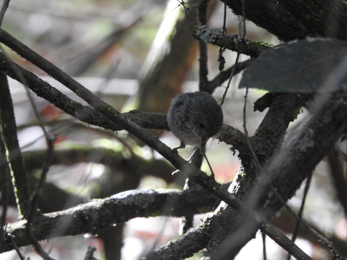 Tasmanian/Brown Thornbill - ML291673791