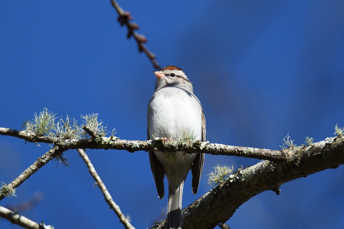 Chipping Sparrow - ML291675121