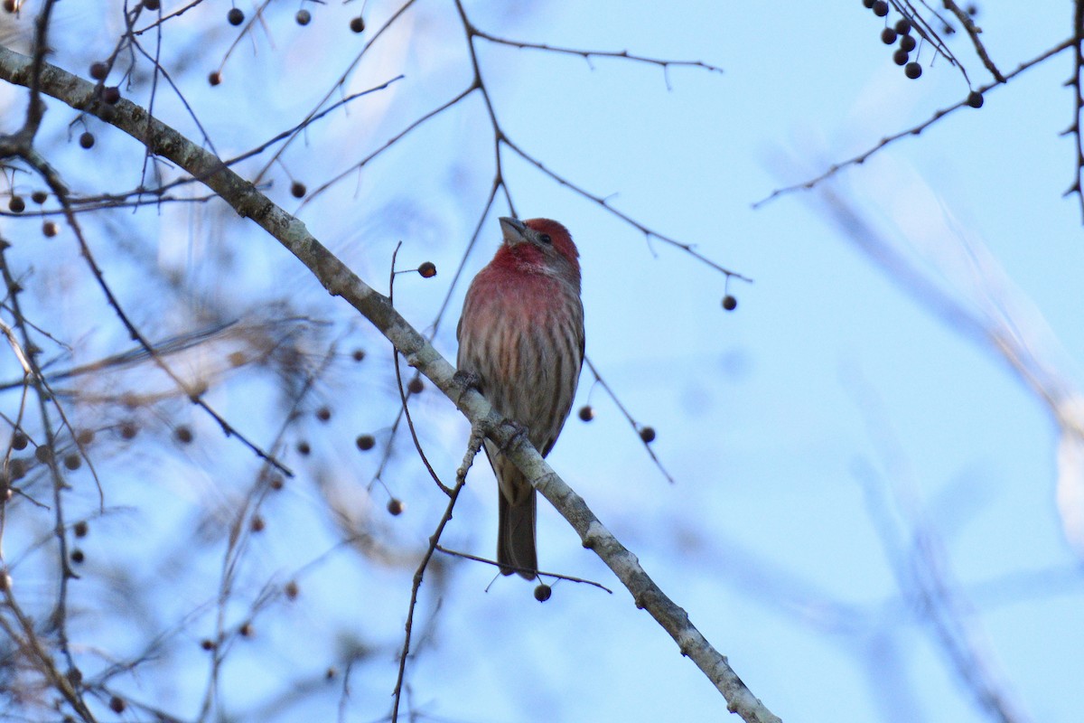 House Finch - ML291675551