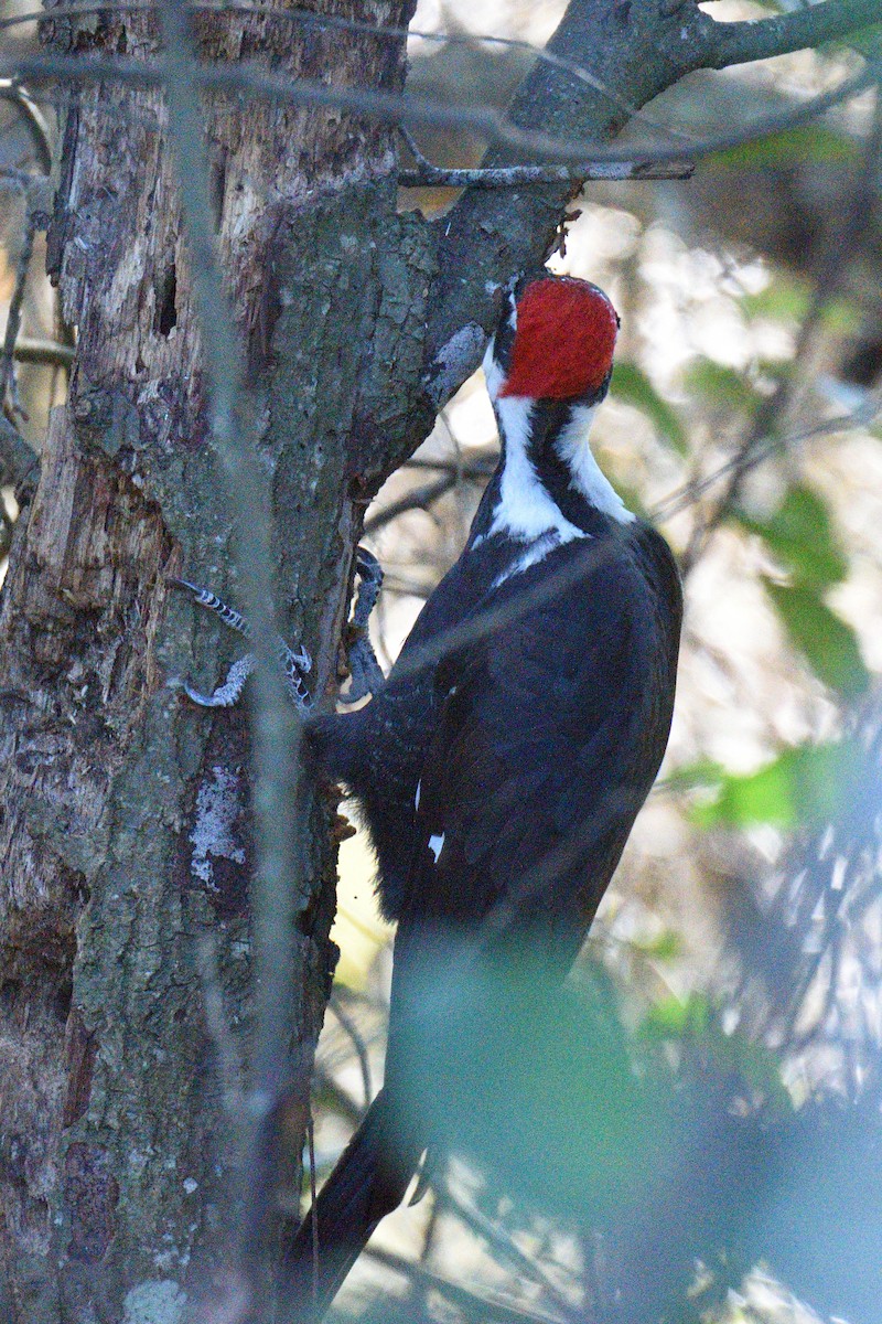 Pileated Woodpecker - ML291676101