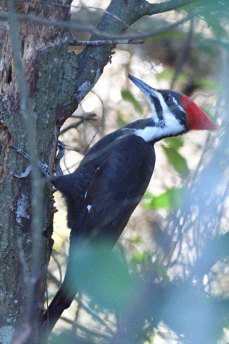 Pileated Woodpecker - ML291676301