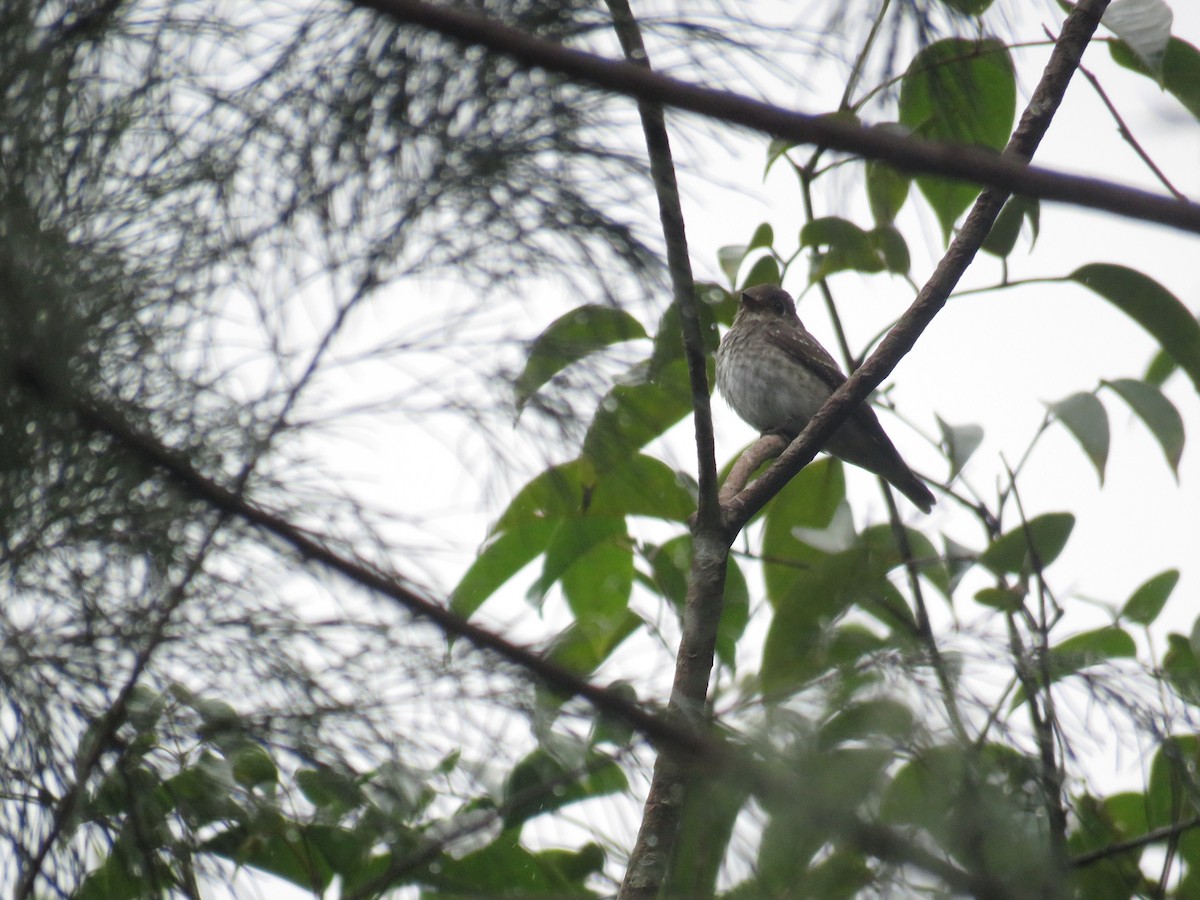 Шивэр намнаахай - ML291677501