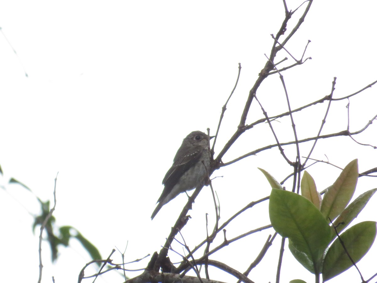 Шивэр намнаахай - ML291677911