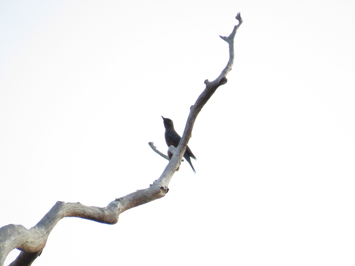 Цэнхэр жижир - ML291678001