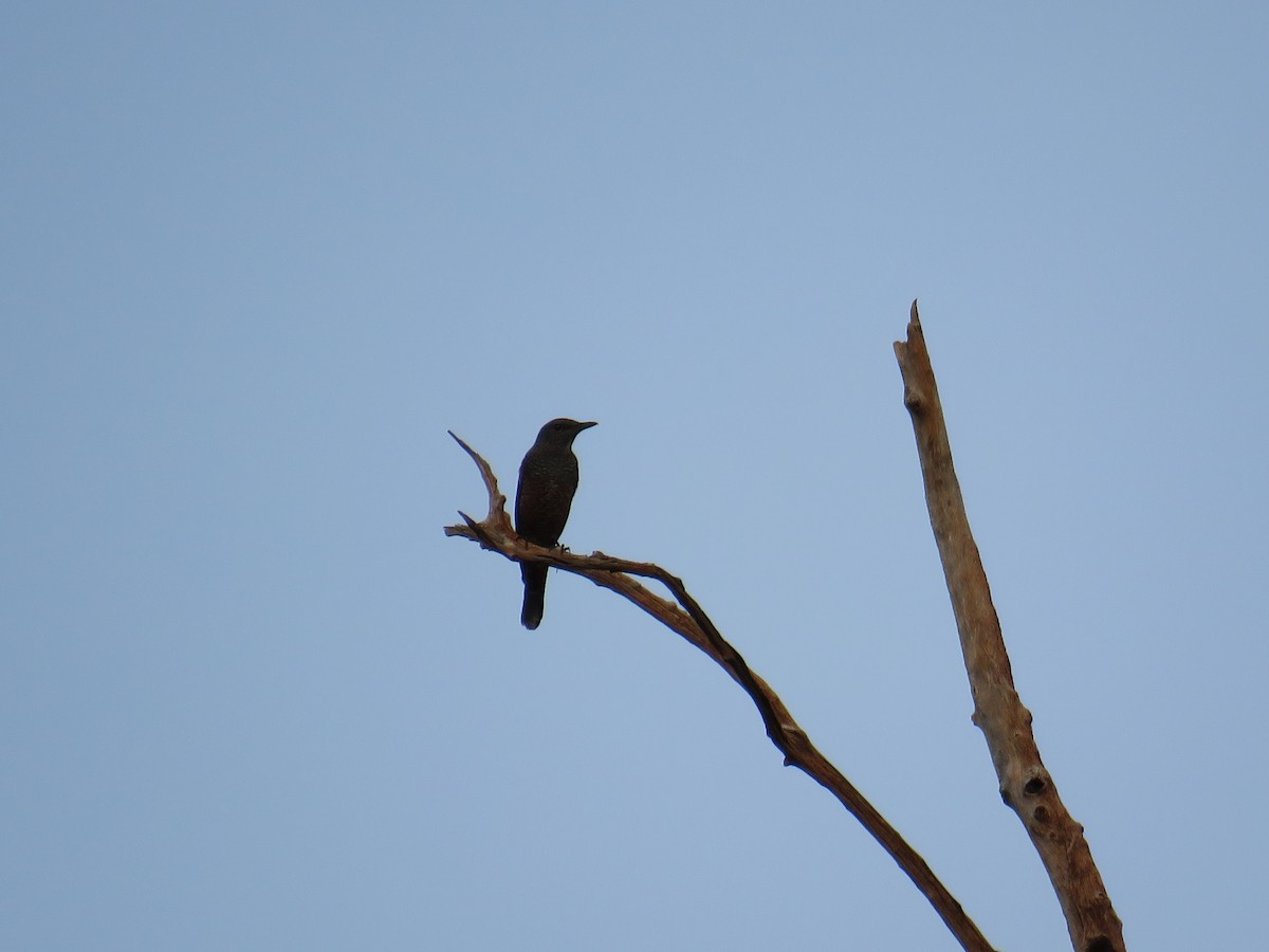 Цэнхэр жижир - ML291678011