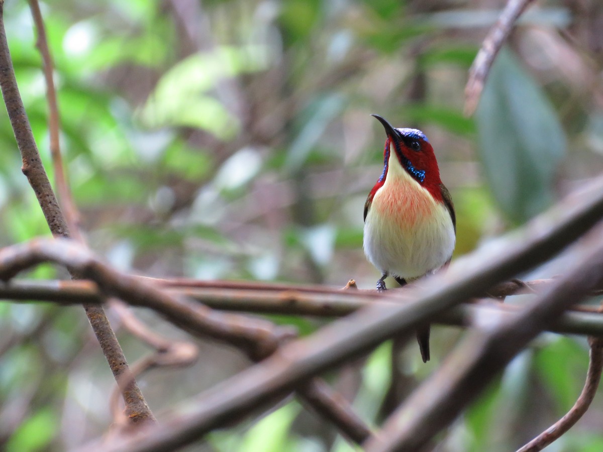 Lovely Sunbird - ML291678171