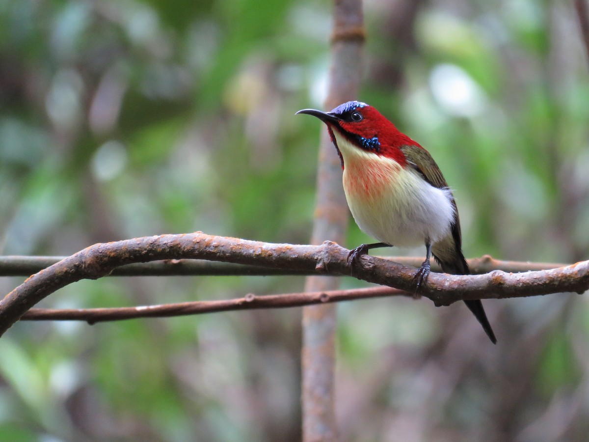 Lovely Sunbird - ML291678201