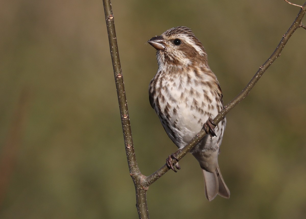Purple Finch - James Rieman