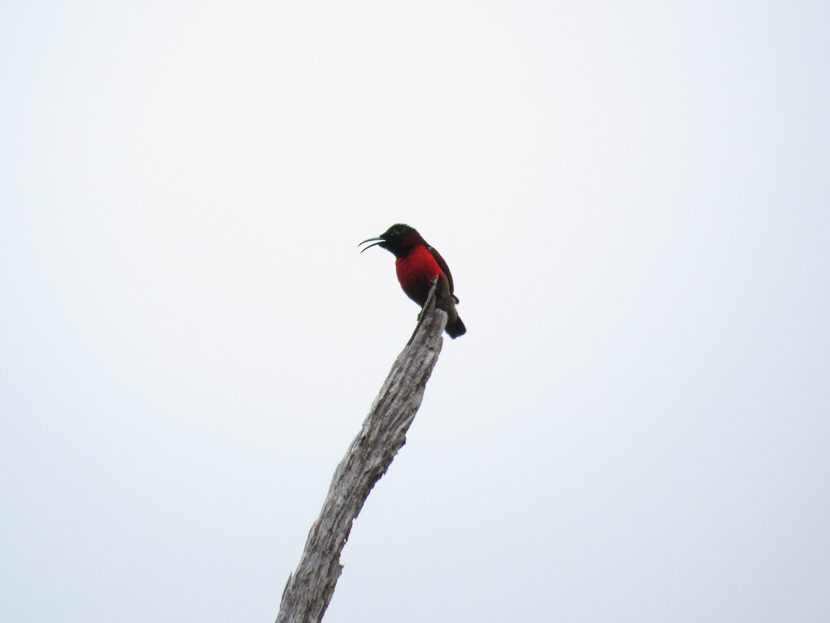Purple-throated Sunbird - ML291678251