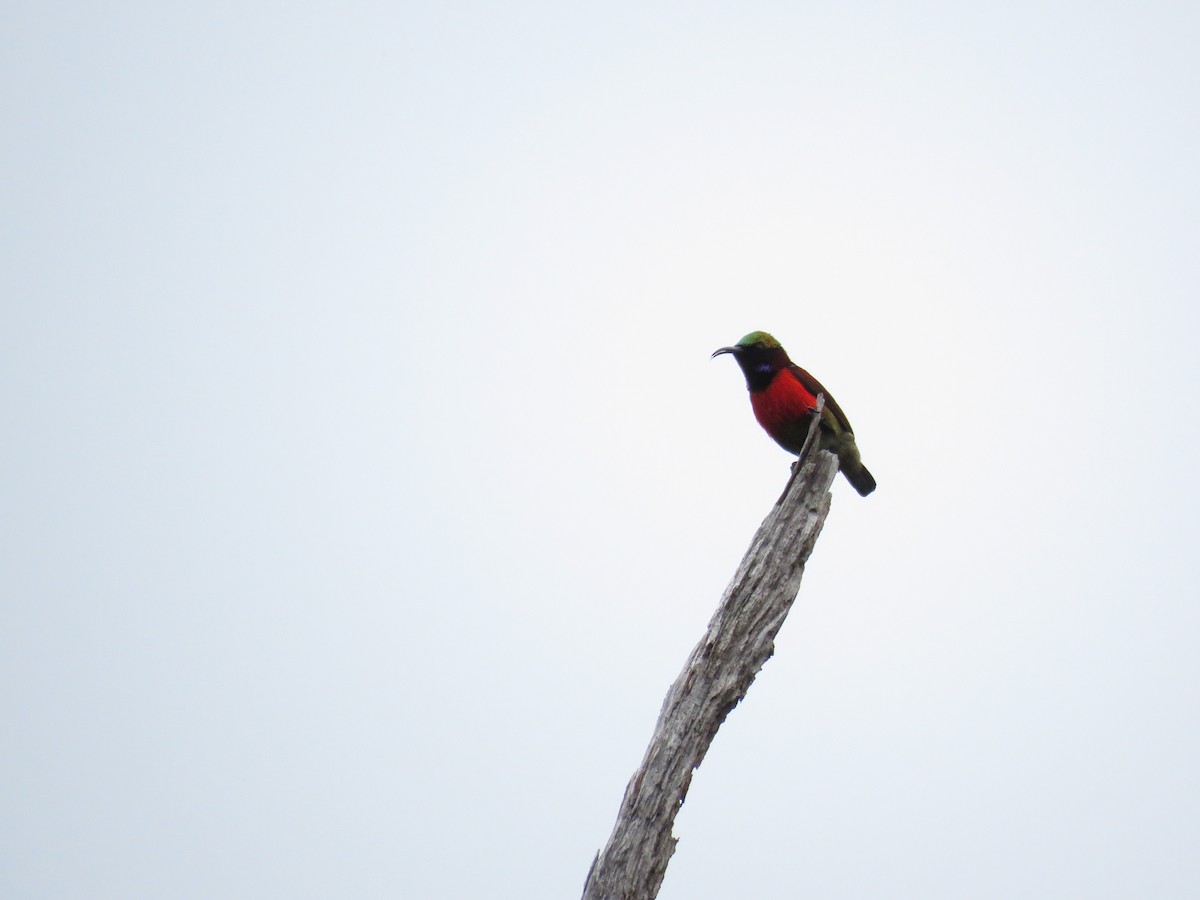 Purple-throated Sunbird - ML291678321