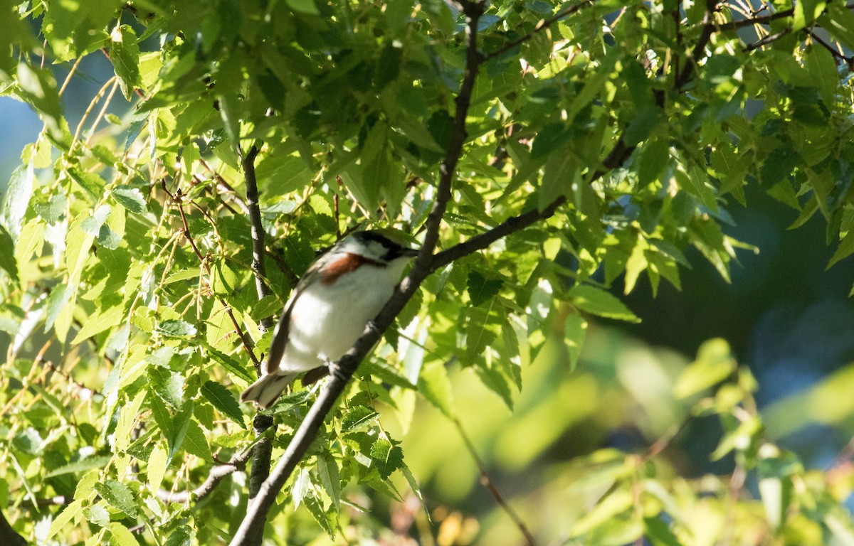 Chestnut-sided Warbler - ML29167901