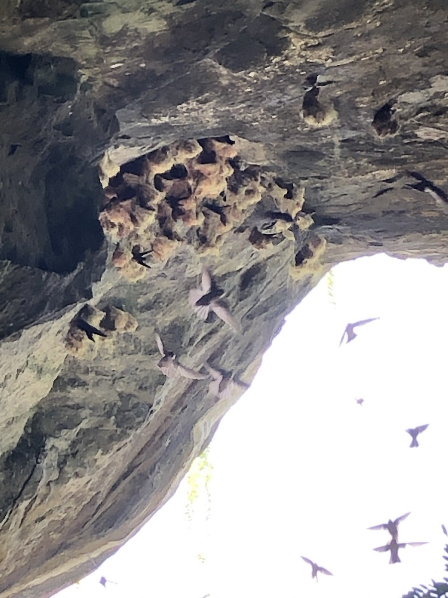 Marquesan Swiftlet - Rick Schaefer