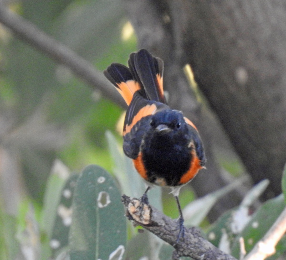 Paruline flamboyante - ML291680351