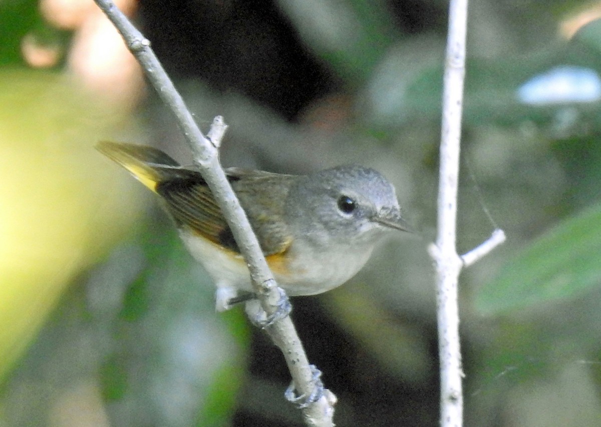 American Redstart - ML291680361