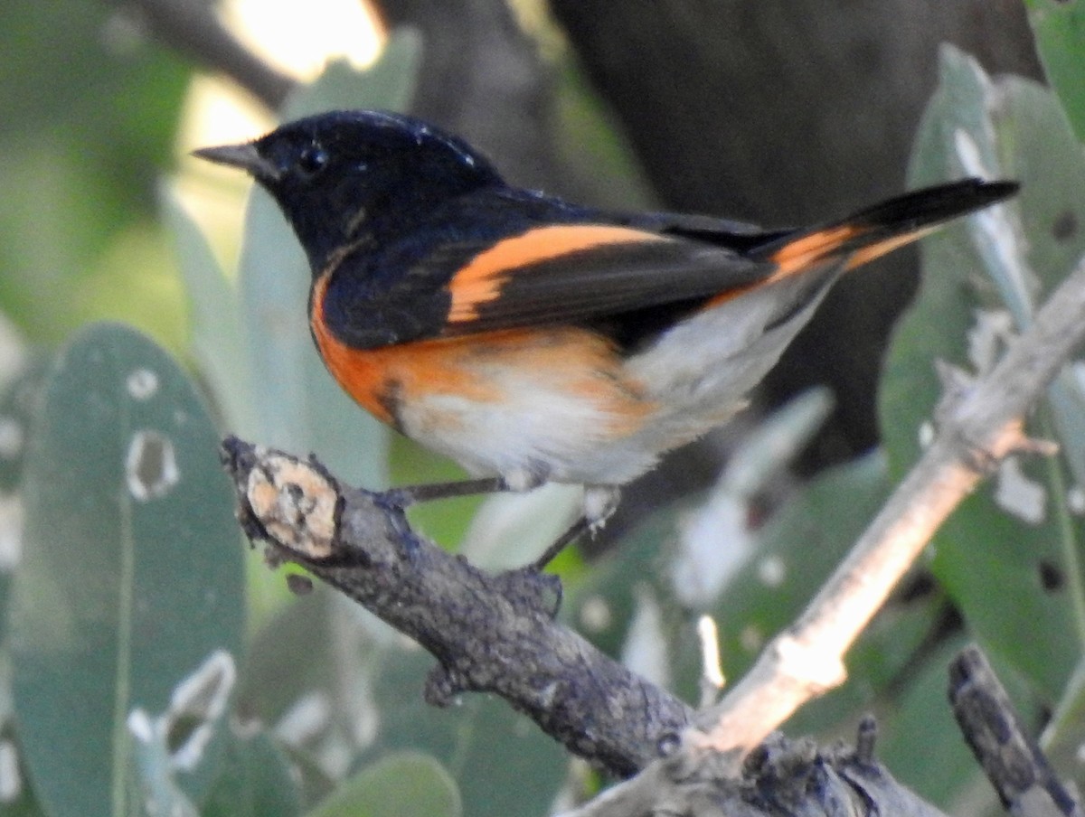 American Redstart - ML291680601