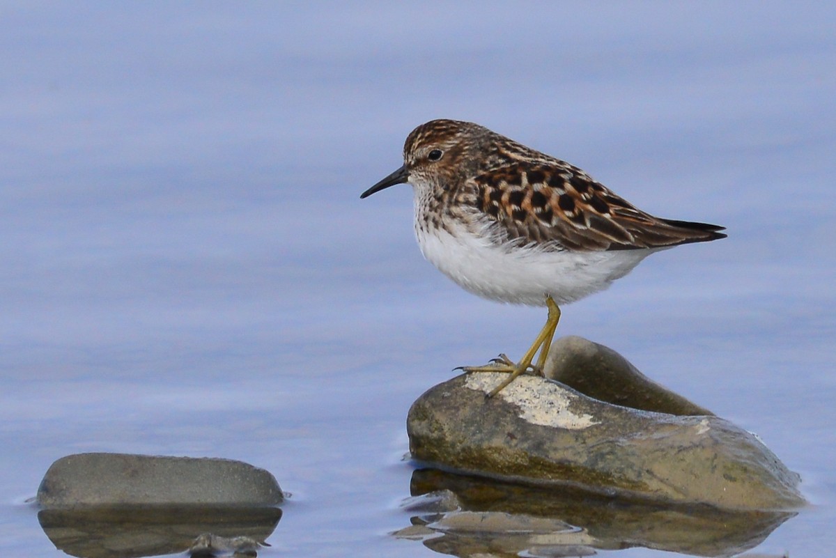 Least Sandpiper - ML29168201