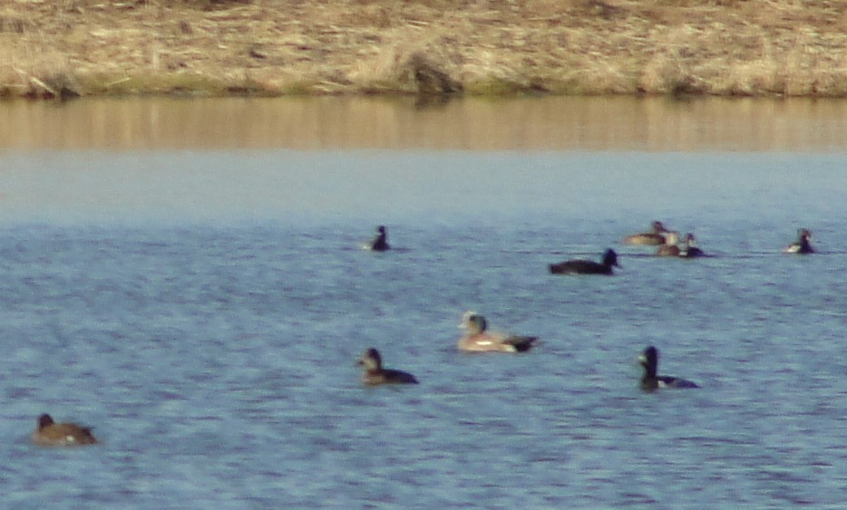 American Wigeon - ML291683751