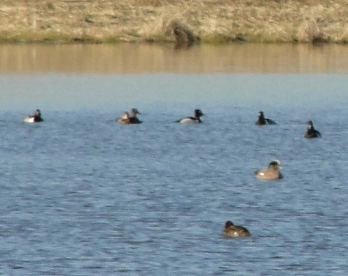 American Wigeon - ML291683821