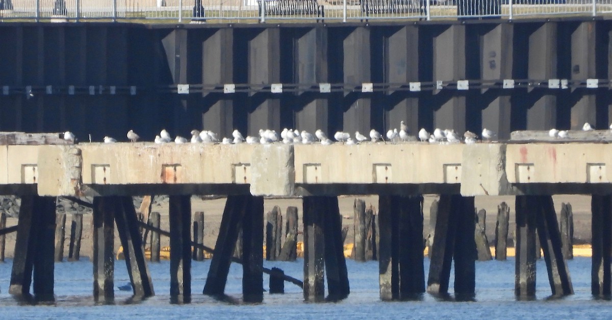 Ring-billed Gull - ML291685211