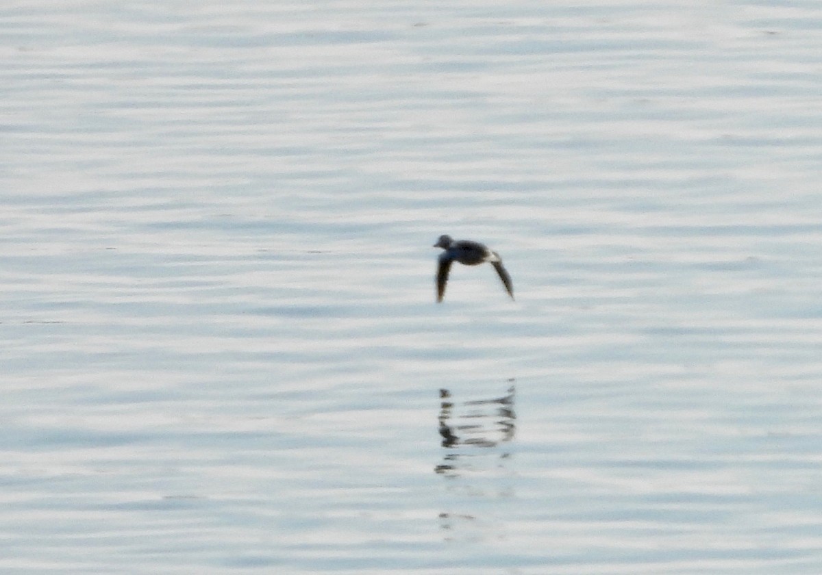 Long-tailed Duck - ML291685701