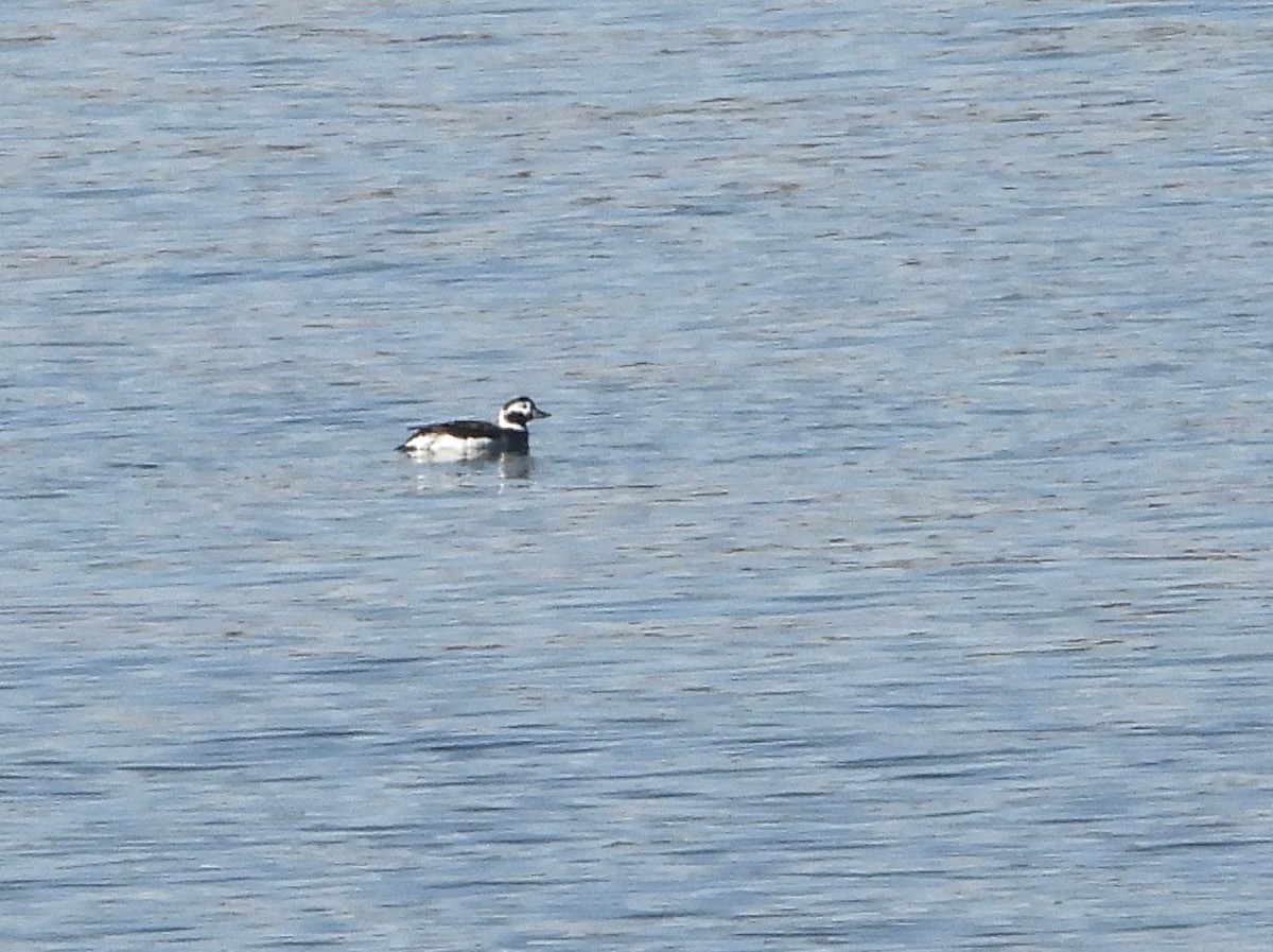 Long-tailed Duck - ML291686761