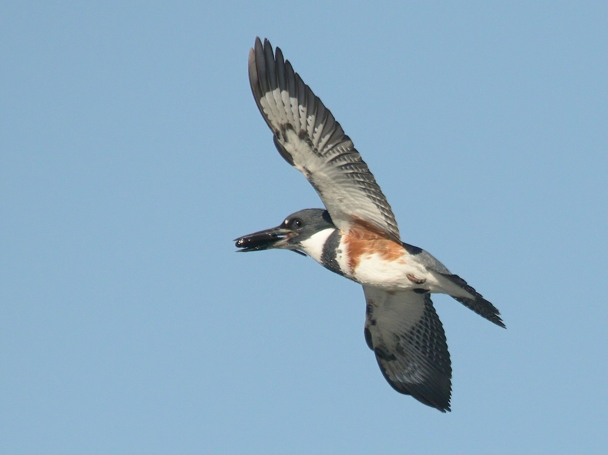 Belted Kingfisher - ML291686851