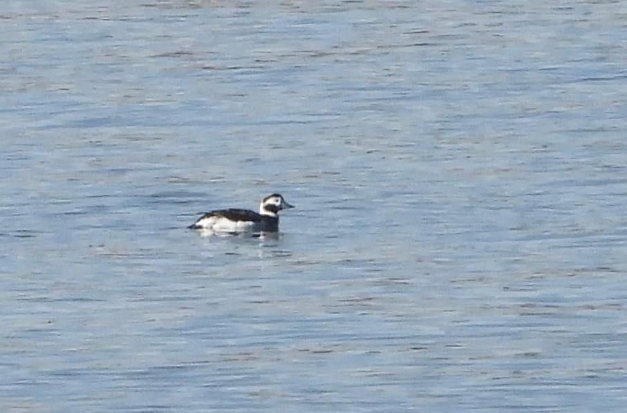 Long-tailed Duck - ML291687071