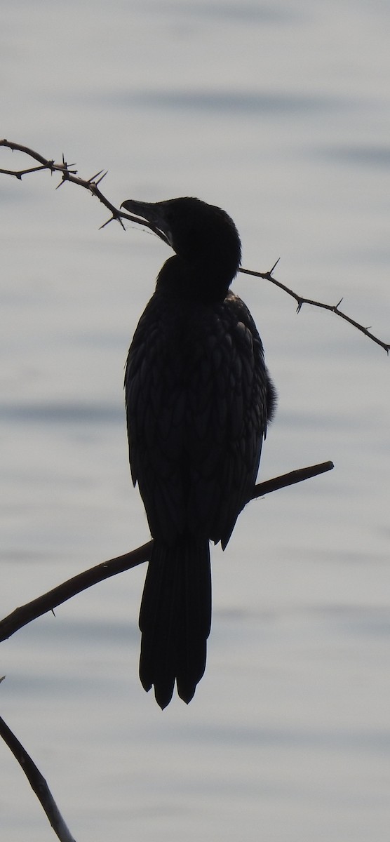 Little Cormorant - ML291687701